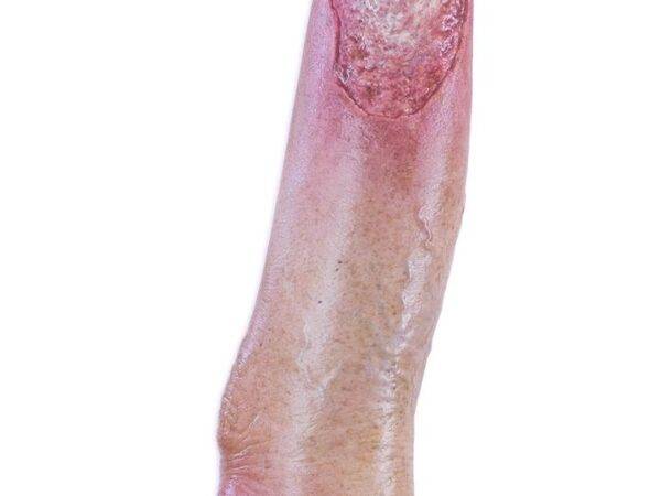 Das „Sockelmodell Bein mit 7 tiefen Wunden" von MEDICAL FX Germany ist ein exzellentes Lehr- und Übungsinstrument für medizinisches Fachpersonal, um ein breites Spektrum an Wundve…