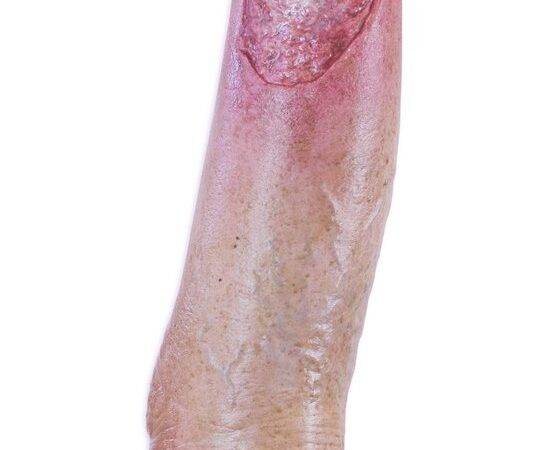 Das „Sockelmodell Bein mit 7 tiefen Wunden" von MEDICAL FX Germany ist ein exzellentes Lehr- und Übungsinstrument für medizinisches Fachpersonal, um ein breites Spektrum an Wundve…