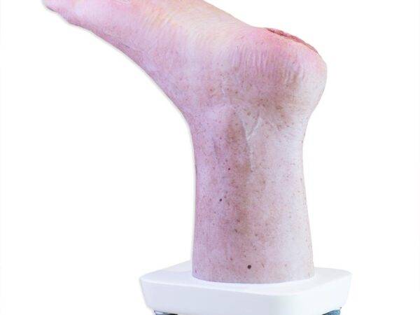 Das „Sockelmodell Zwei-Zehen-Fuß mit 6 Wunden“ von MEDICAL FX Germany präsentiert eine detailreiche Darstellung eines Fußes mit zwei verbliebenen Zehen und sechs verschiedenen Wun…