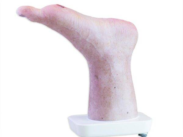 Das „Sockelmodell Zwei-Zehen-Fuß mit 6 Wunden“ von MEDICAL FX Germany präsentiert eine detailreiche Darstellung eines Fußes mit zwei verbliebenen Zehen und sechs verschiedenen Wun…