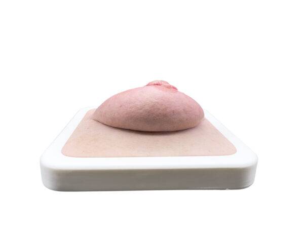 Das „Rahmenmodell Ulcerierendes Mamma-CA (Brusttumor)“ von MEDICAL FX Germany bietet eine detaillierte Darstellung eines ulcerierenden Brusttumors. Es ist in einen robusten, weiße…