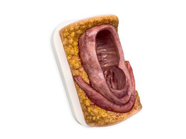 Das „Rahmenmodell Enddarm-Simulator Small" von MEDICAL FX Germany ist ein hochwertiges, realistisches Trainingsmodell, das speziell für medizinische Schulungen und Übungen entwick…