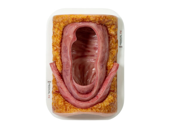 Frame Model Rectum Model Simulator Small