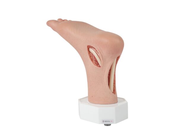 Modelo base Pie con 2 tendones expuestos, tendón de Aquiles, tendón tibial posterior