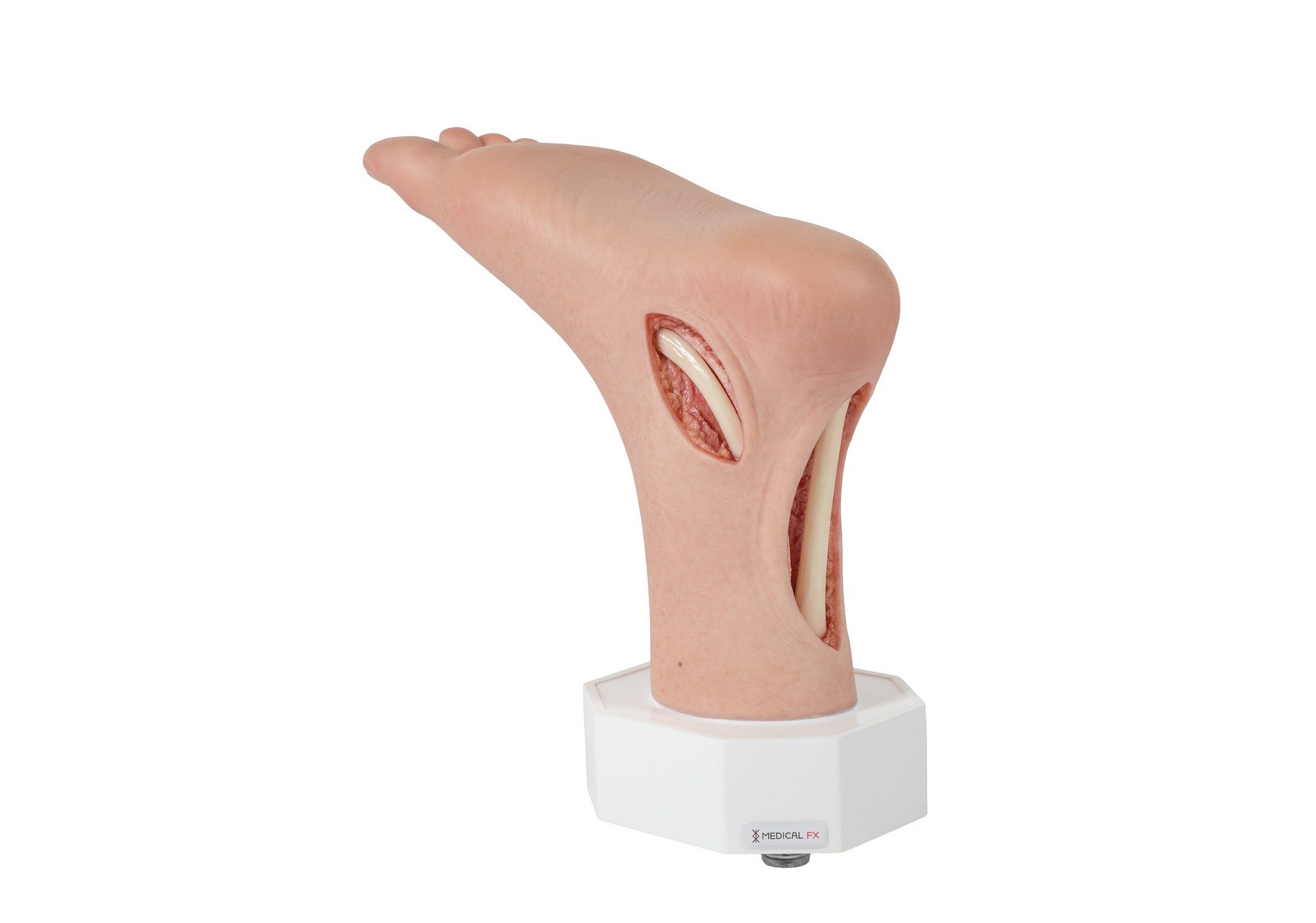 Modelo base Pie con 2 tendones expuestos, tendón de Aquiles, tendón tibial posterior - Image 1