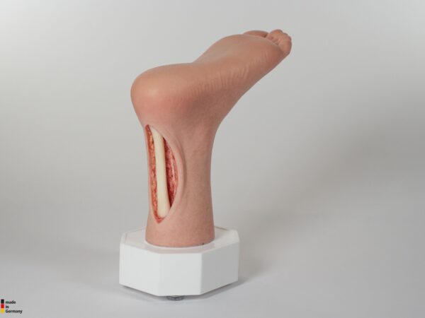 Modelo base Pie con 2 tendones expuestos, tendón de Aquiles, tendón tibial posterior - Image 13