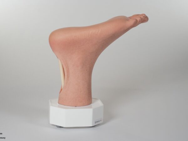 Modelo base Pie con 2 tendones expuestos, tendón de Aquiles, tendón tibial posterior - Image 12