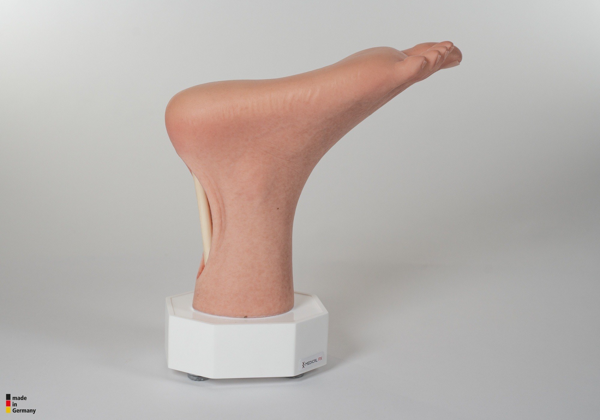 Modelo base Pie con 2 tendones expuestos, tendón de Aquiles, tendón tibial posterior - Image 12