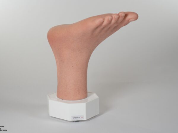 Modelo base Pie con 2 tendones expuestos, tendón de Aquiles, tendón tibial posterior - Image 11