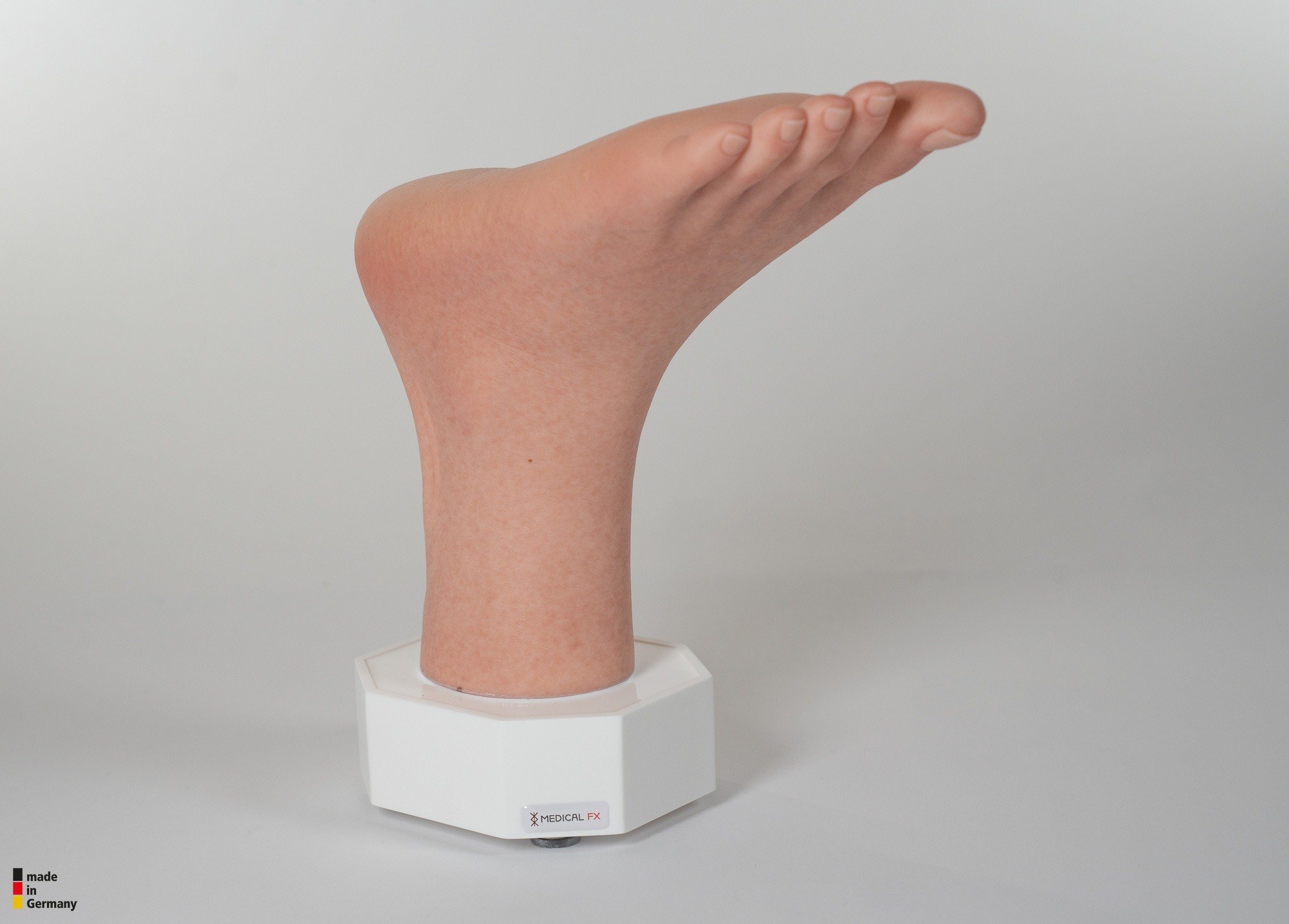 Modelo base Pie con 2 tendones expuestos, tendón de Aquiles, tendón tibial posterior - Image 11