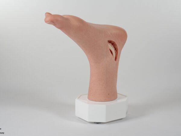 Modelo base Pie con 2 tendones expuestos, tendón de Aquiles, tendón tibial posterior - Image 10