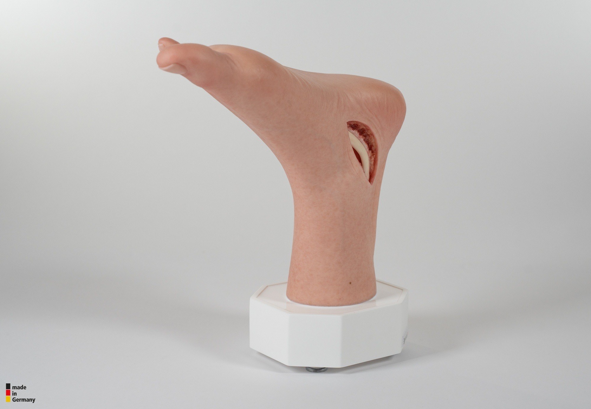 Modelo base Pie con 2 tendones expuestos, tendón de Aquiles, tendón tibial posterior - Image 10