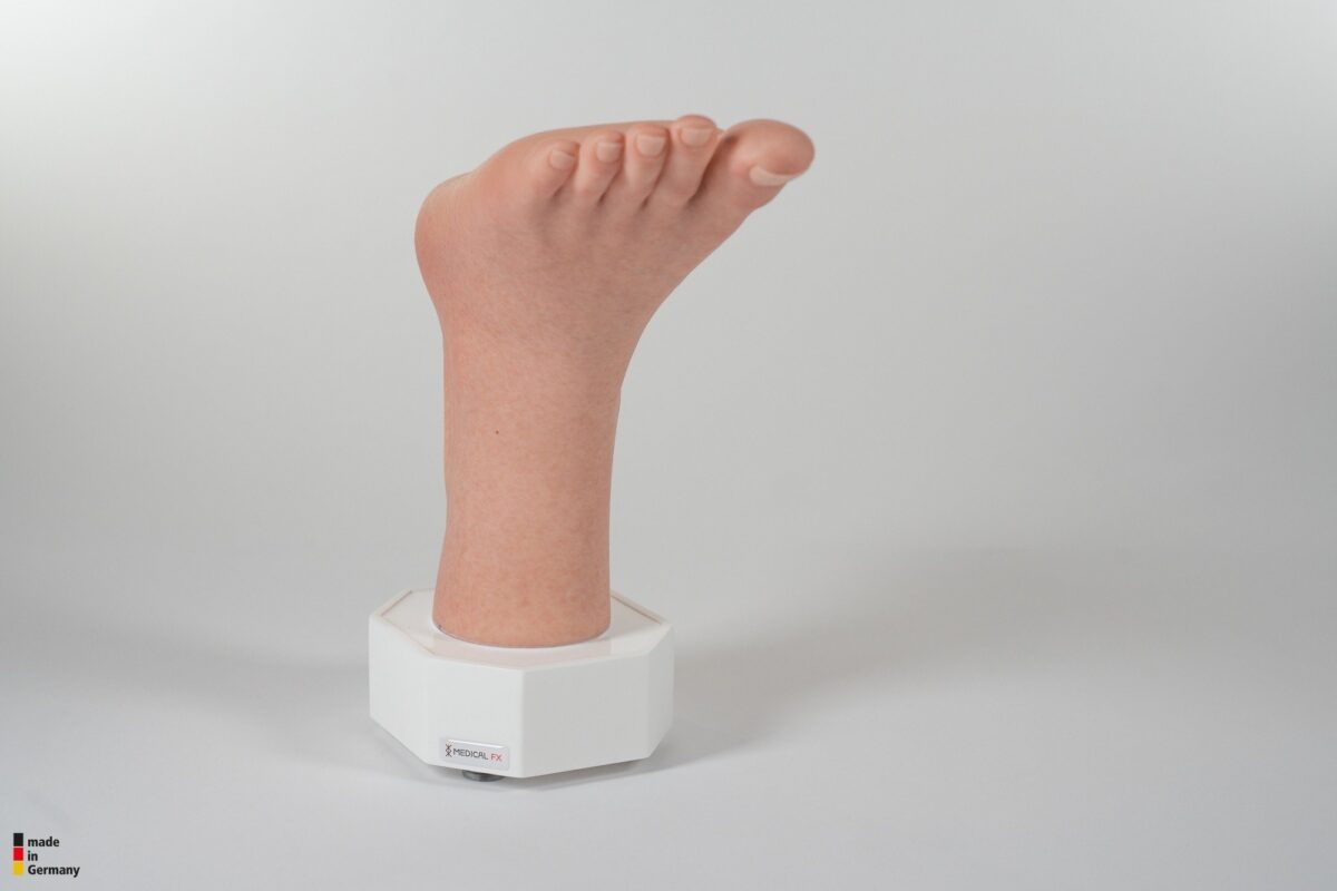 Modelo base Pie con 2 tendones expuestos, tendón de Aquiles, tendón tibial posterior