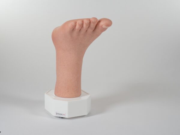 Modelo base Pie con 2 tendones expuestos, tendón de Aquiles, tendón tibial posterior - Image 9