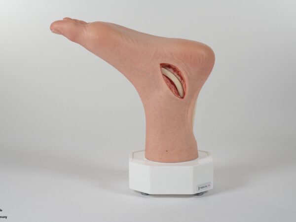 Modelo base Pie con 2 tendones expuestos, tendón de Aquiles, tendón tibial posterior - Image 8