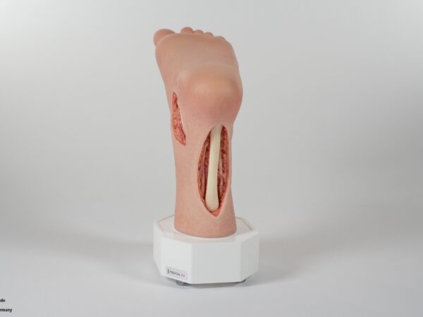 Modelo base Pie con 2 tendones expuestos, tendón de Aquiles, tendón tibial posterior - Image 7