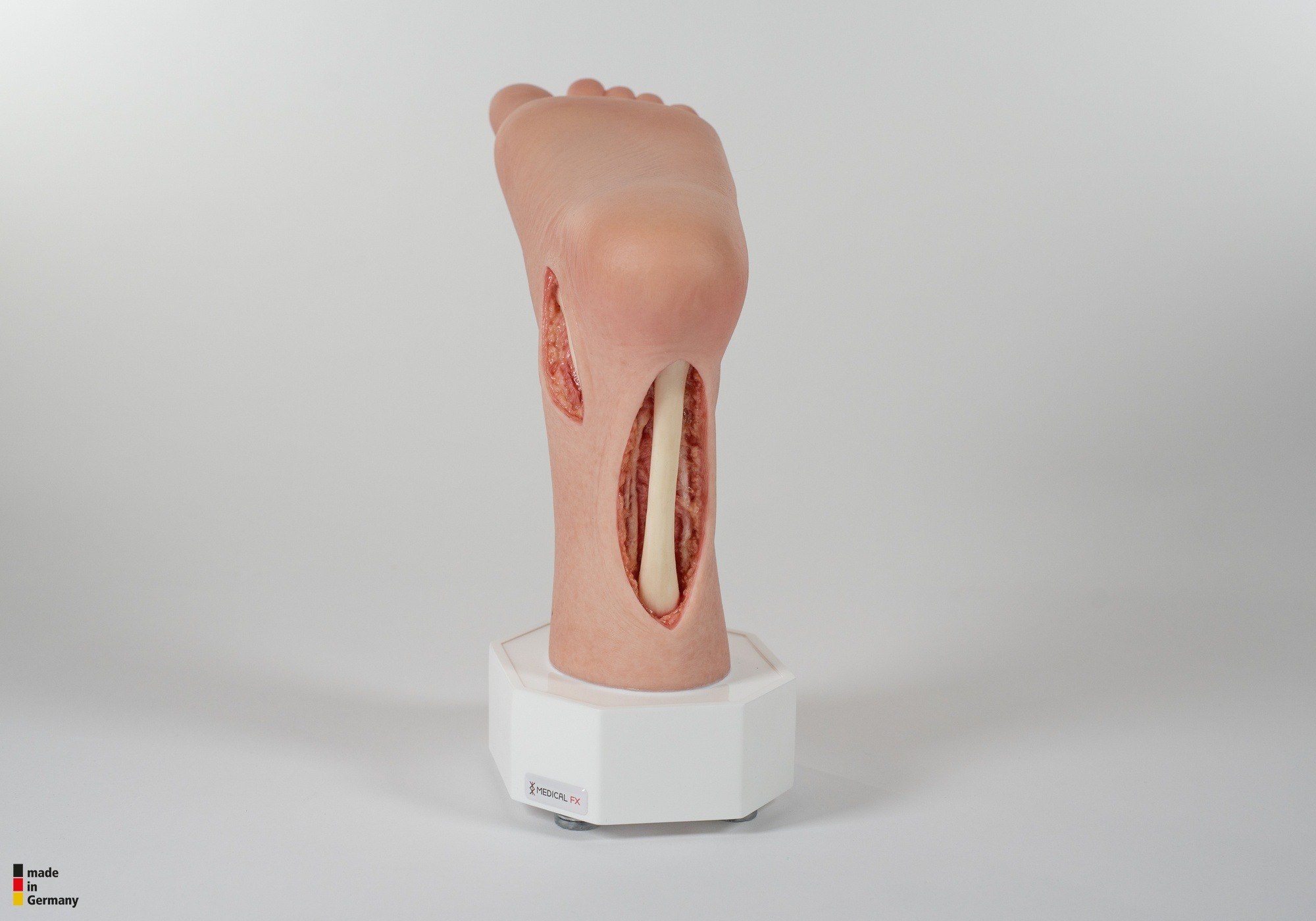 Modelo base Pie con 2 tendones expuestos, tendón de Aquiles, tendón tibial posterior - Image 7