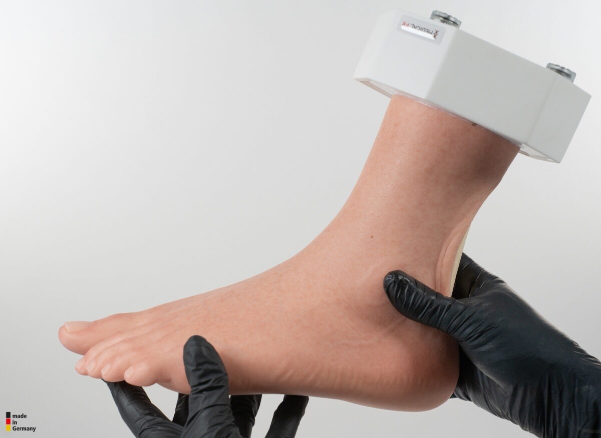 Modelo base Pie con 2 tendones expuestos, tendón de Aquiles, tendón tibial posterior