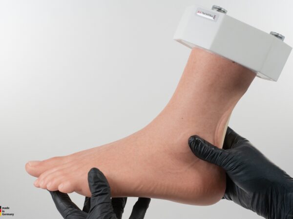 Modelo base Pie con 2 tendones expuestos, tendón de Aquiles, tendón tibial posterior - Image 19