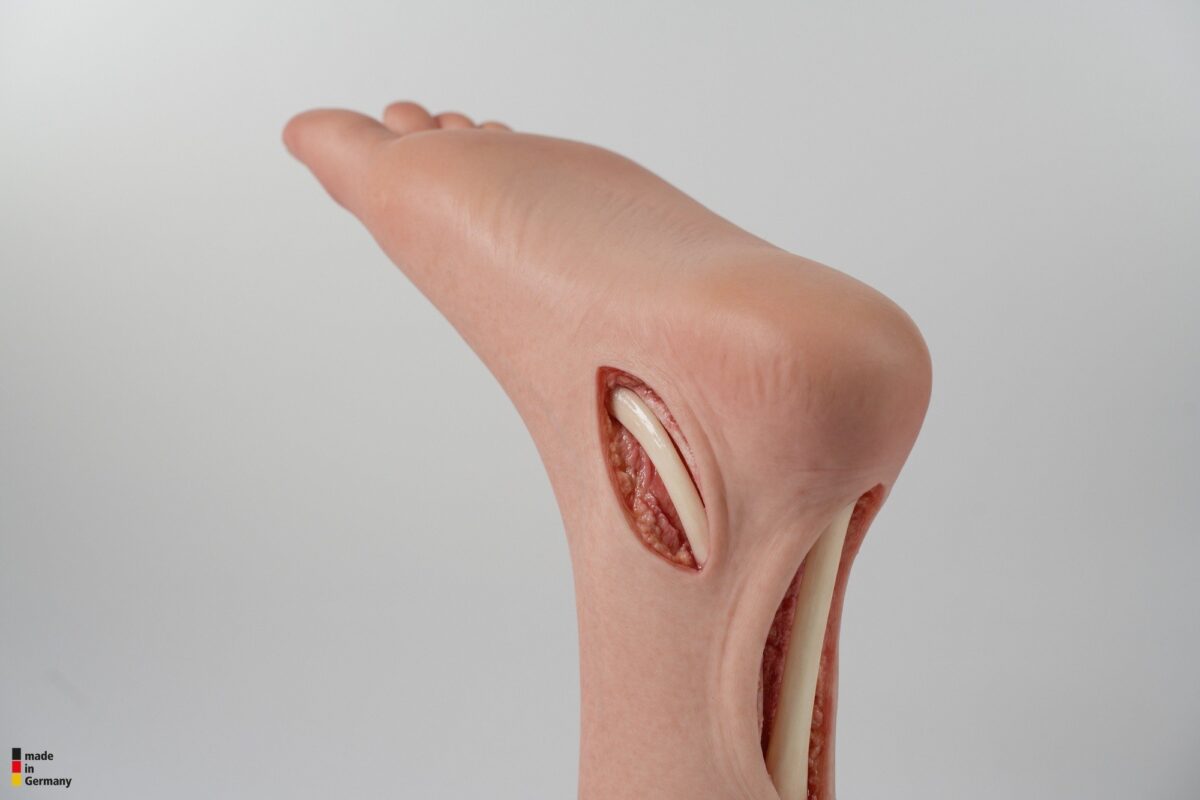 Modelo base Pie con 2 tendones expuestos, tendón de Aquiles, tendón tibial posterior