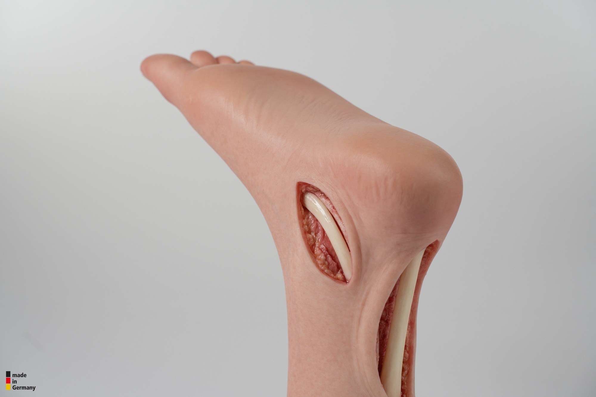 Modelo base Pie con 2 tendones expuestos, tendón de Aquiles, tendón tibial posterior - Image 17