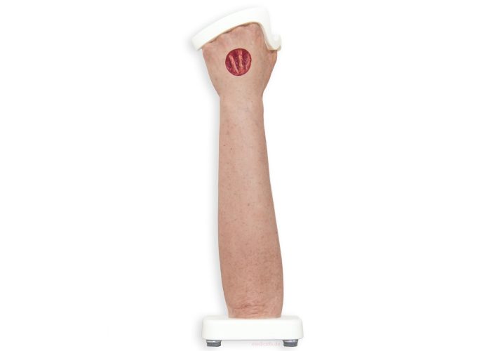 Sockelmodell Arm mit offenliegenden Sehnen-medicalfx